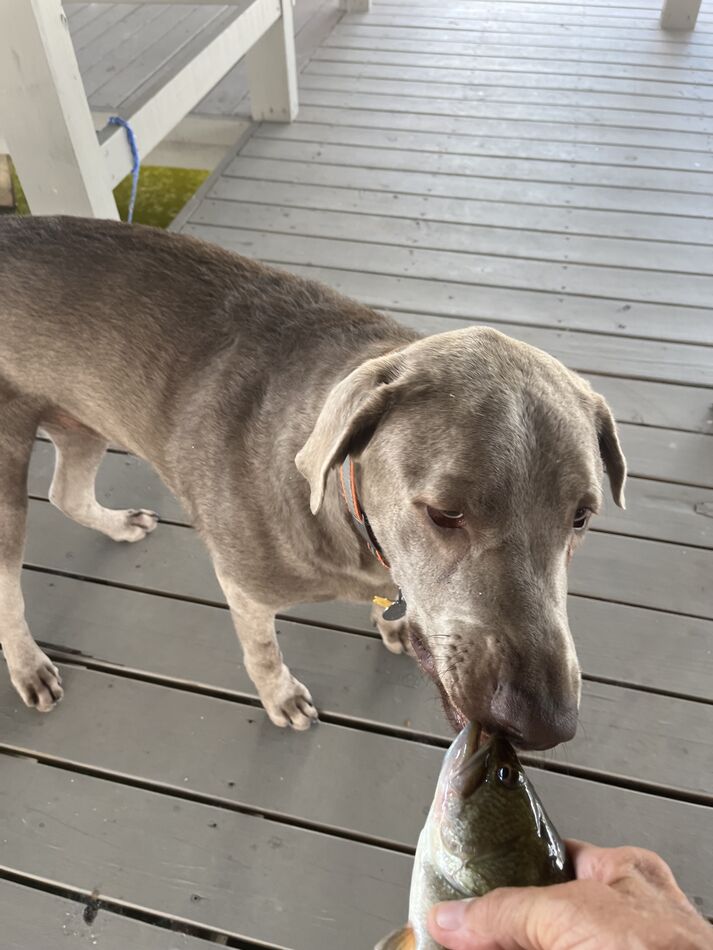 Dog breed recommendations (Page 4): Loves to lick the fish...