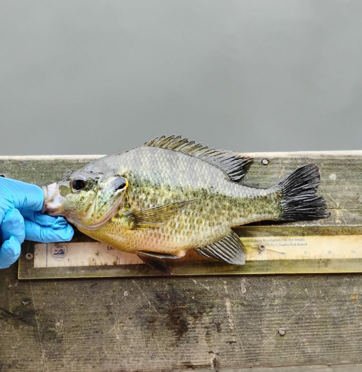 Trophy Shellcracker in VA: I found a nice spot at Lake Orange and tied ...