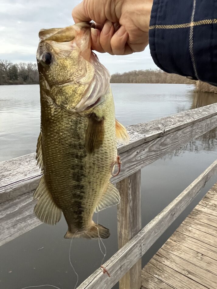 Last cast 4 lb bass: Went fishing 🎣 in 58 degrees Carnegie Lake