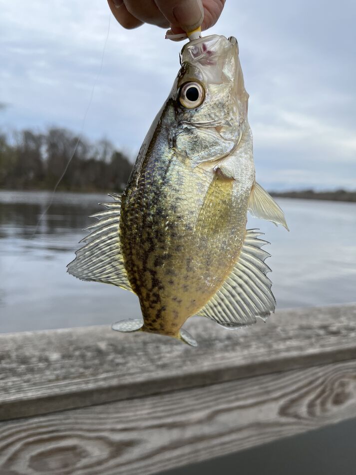 Last cast 4 lb bass: Went fishing 🎣 in 58 degrees Carnegie Lake