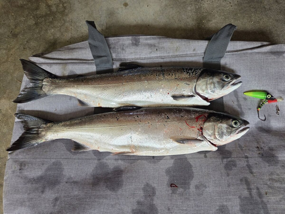 Area 10 Local Coho June 2025: Got out this morning for local Coho in ...