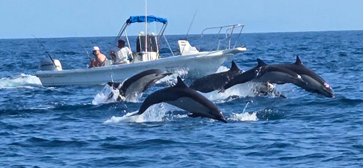 White sided dolphin (or porpoise) find them, find ...