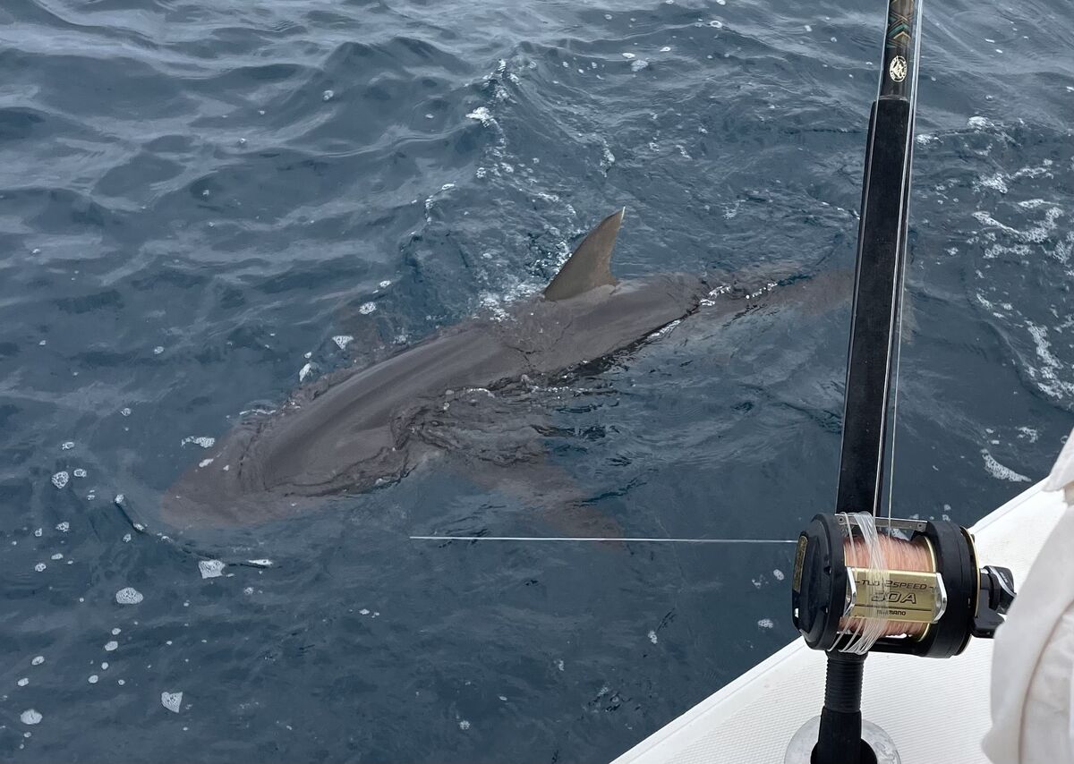 Sunday’s shark...