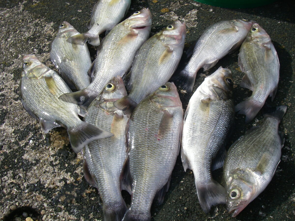 7/13/25 White Perch Fishing: 7/13/25 Had a good morning catching white ...