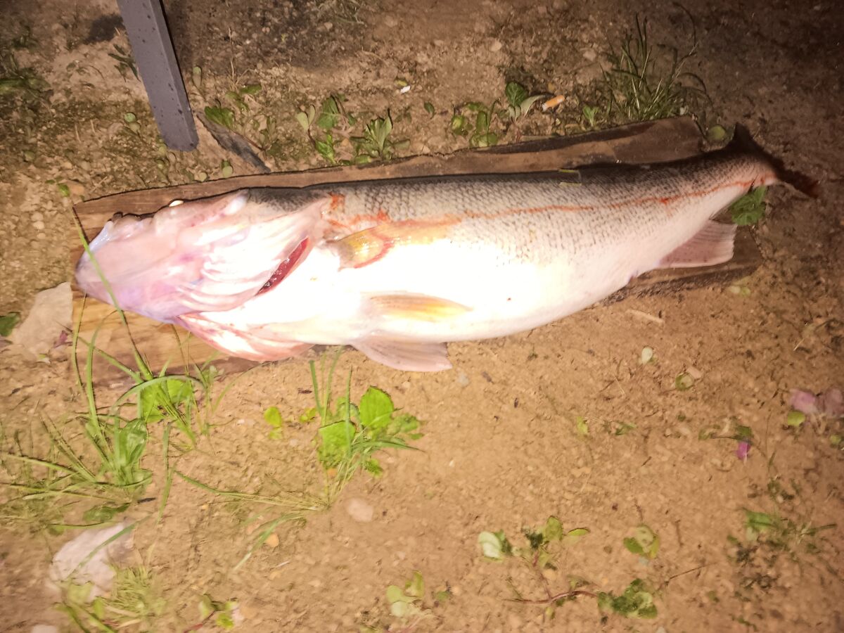 Kickapoo river walleyes: For a small river you can't beat the quality ...