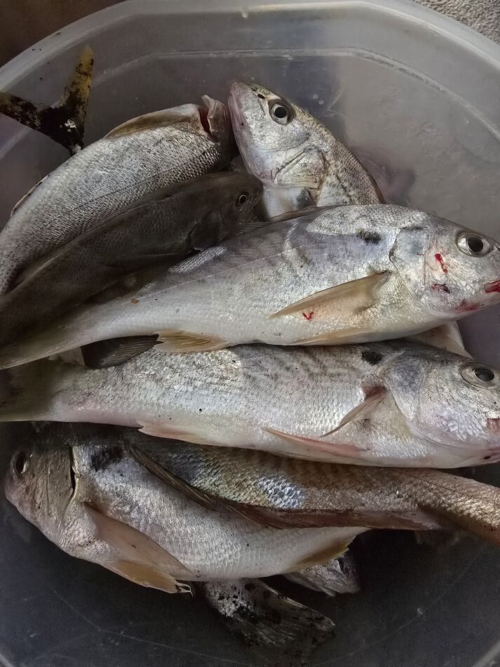 Few Fish In A few fish from Saturday: Got a few Spots...