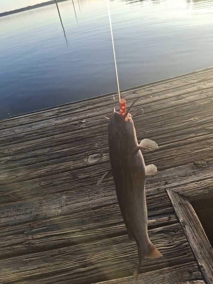 Only One Fish Back at Lake Marion Day 2 evening: Went out around 5:50 and fished till ...