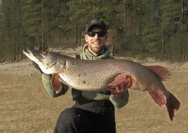 In Pursuit of Trophy Pike: Pike, especially really big trophy Northern ...