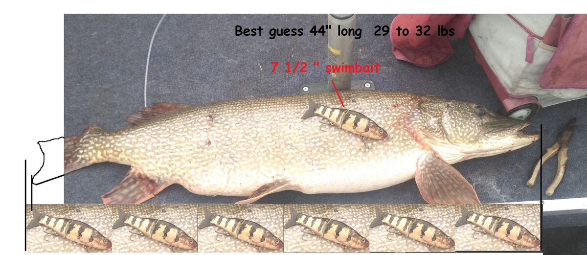 In Pursuit of Trophy Pike: Pike, especially really big trophy Northern ...