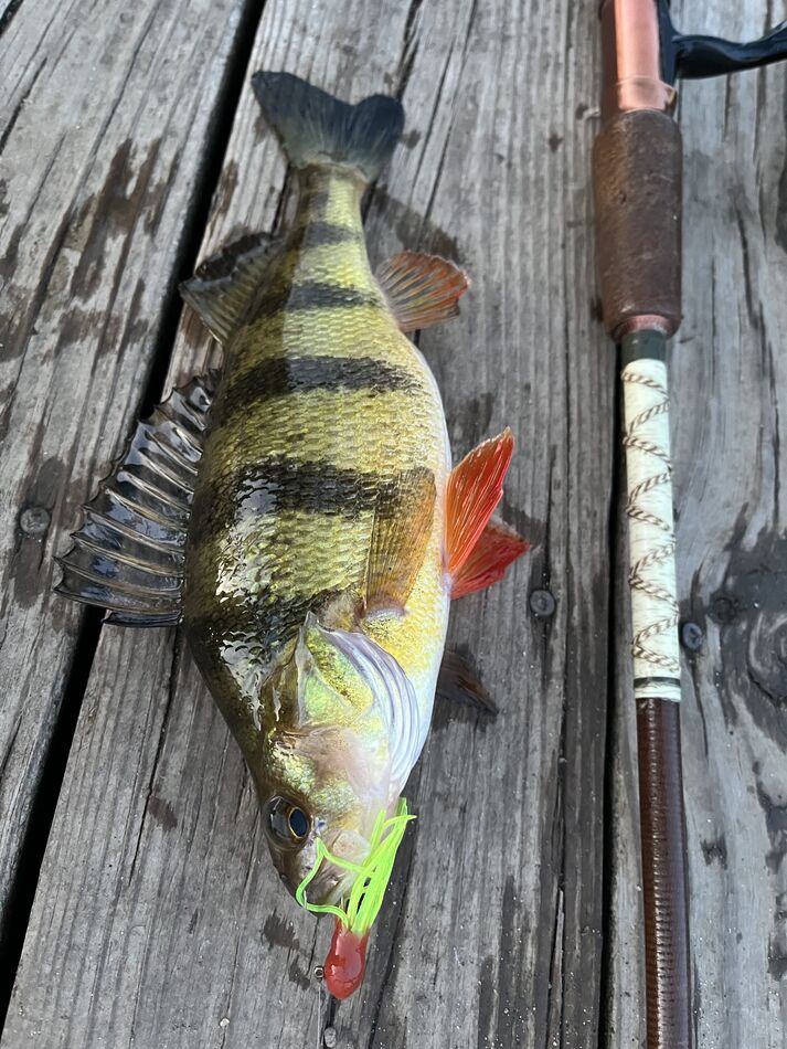 Perch Rotten 11” yellow perch: Bought a very old container of stinky, rotten, moldy ...