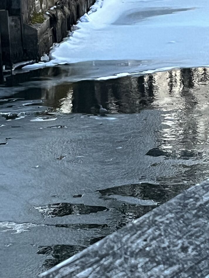 Perch Rotten 11” yellow perch: Bought a very old container of stinky, rotten, moldy ...