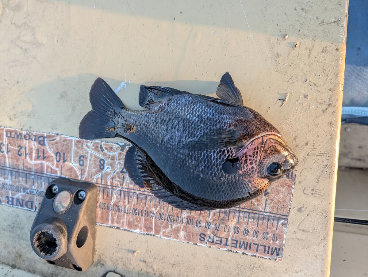 Shellcrackers Fish Brim fishing on the St Johns: 3 hrs this am on the St Johns. 27 brim ...