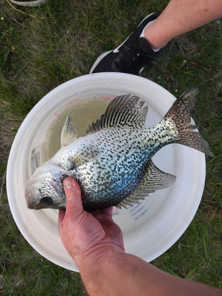 No monsters, but all I saved: Respectable crappie from a dock, and ...